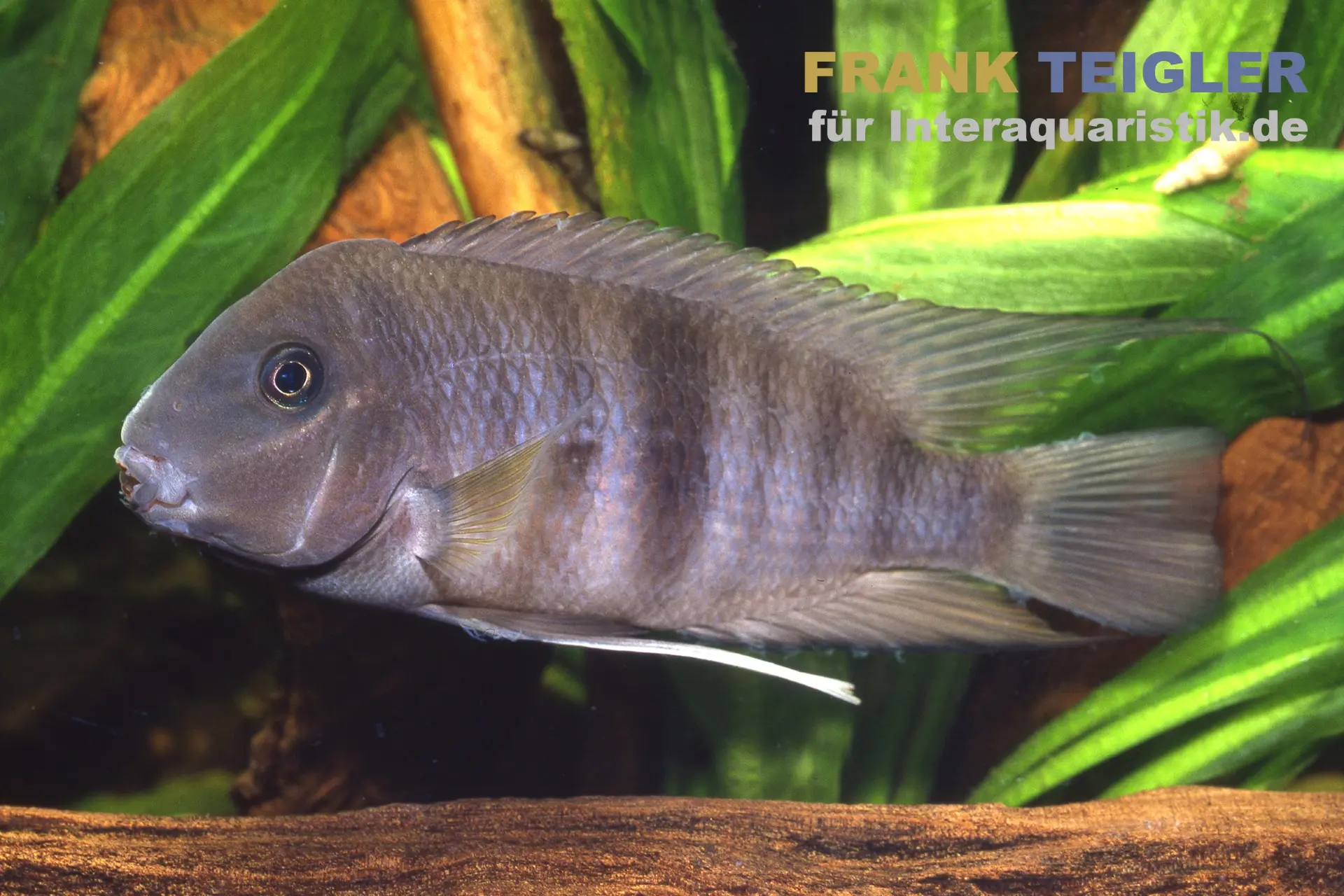 Arracheur de bouche du Nicaragua, Neetroplus nematopus (Hypsophrys nematopys)