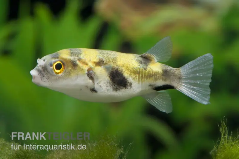 Poisson-globe d’eau douce perroquet, Colomesus asellus