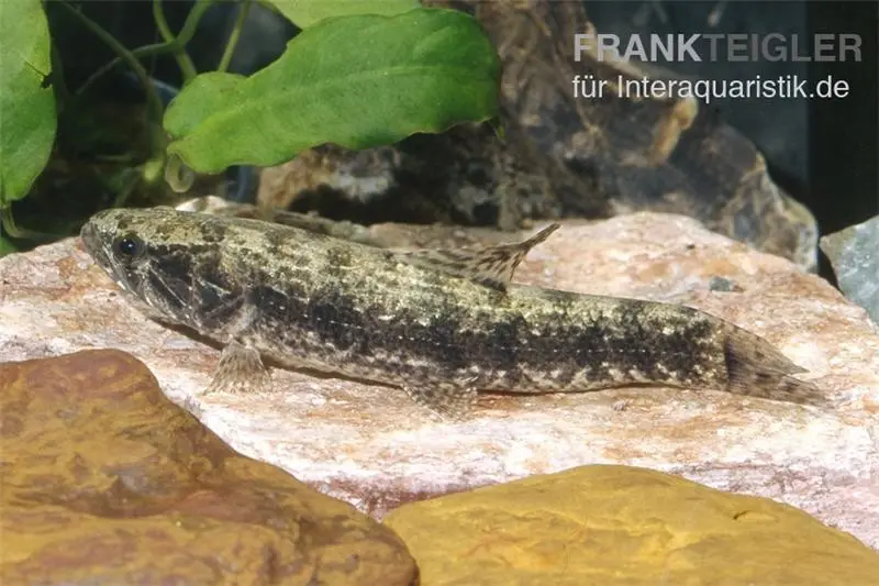 Tétra tigre (tétra loup), Hoplias malabaricus
