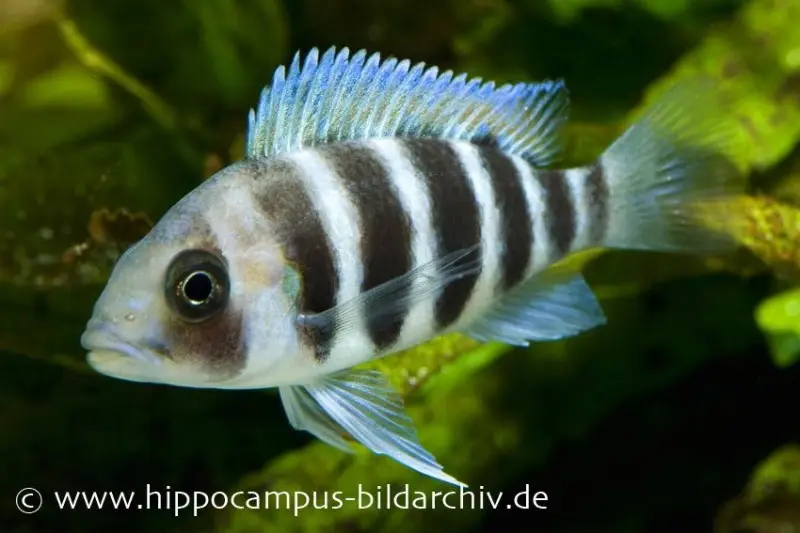 Beulenkopf du Tanganyika, Cyphotilapia frontosa « Burundi »
