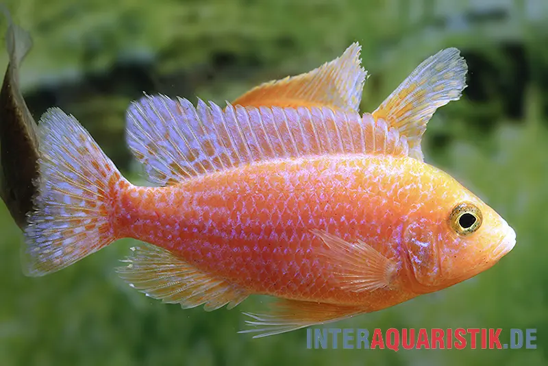 Cichlidé paon Dragon Blood, Aulonocara spec. Dragon Blood