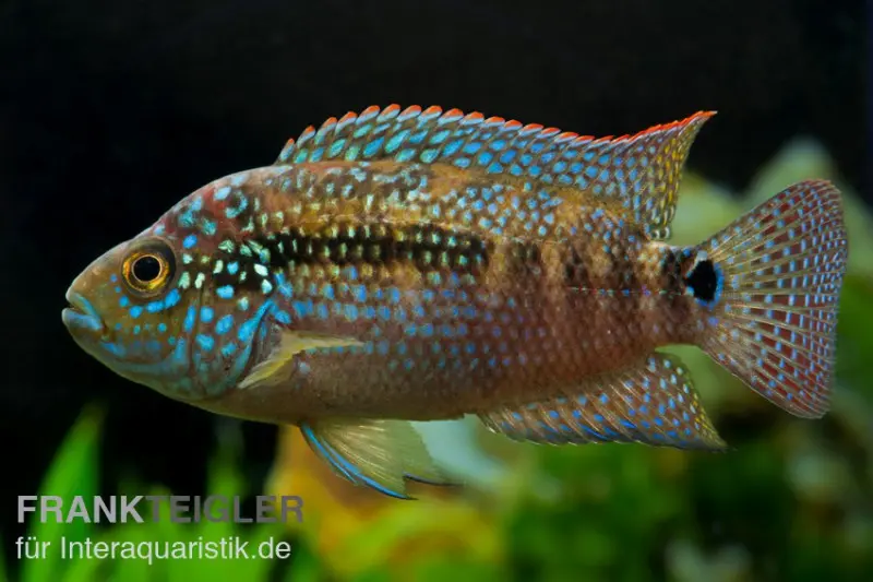 Cichlidé huit bandes, Rocio octofasciata