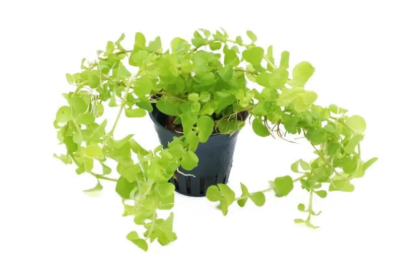 Lysimache nummulaire dorée, Lysimachia nummularia aurea, en pot