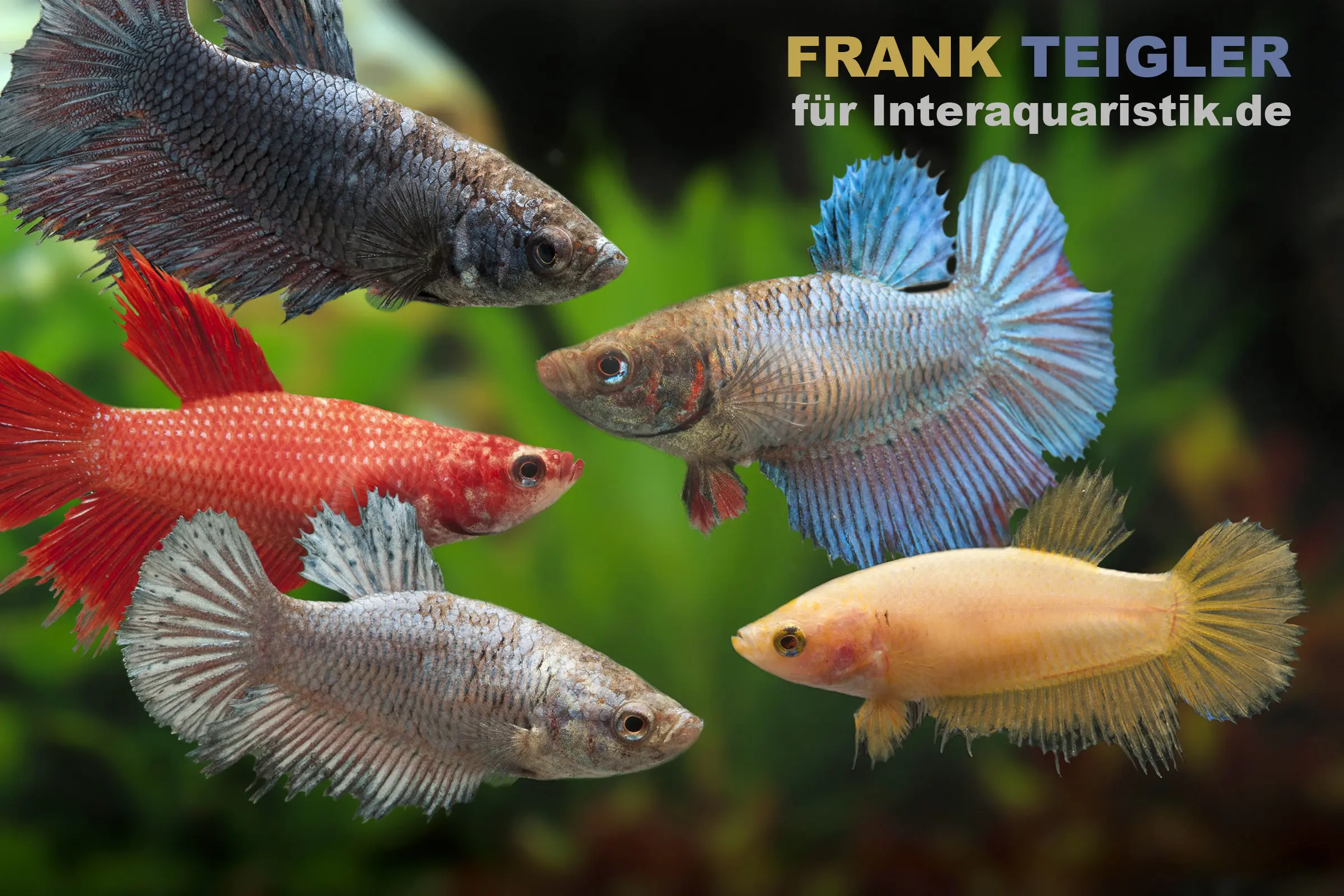 Femelle combattant, mix de couleurs, Betta splendens
