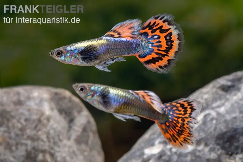 Guppy Big Ear Red Mosaic, Poecilia reticulata, par couple