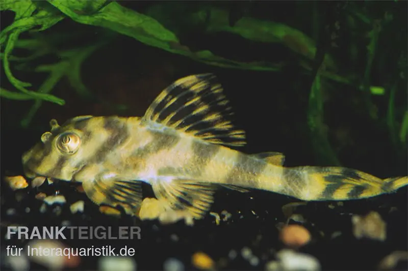 Silure cuirassé nain rayé, L15, Peckoltia vittata, 8-10 cm