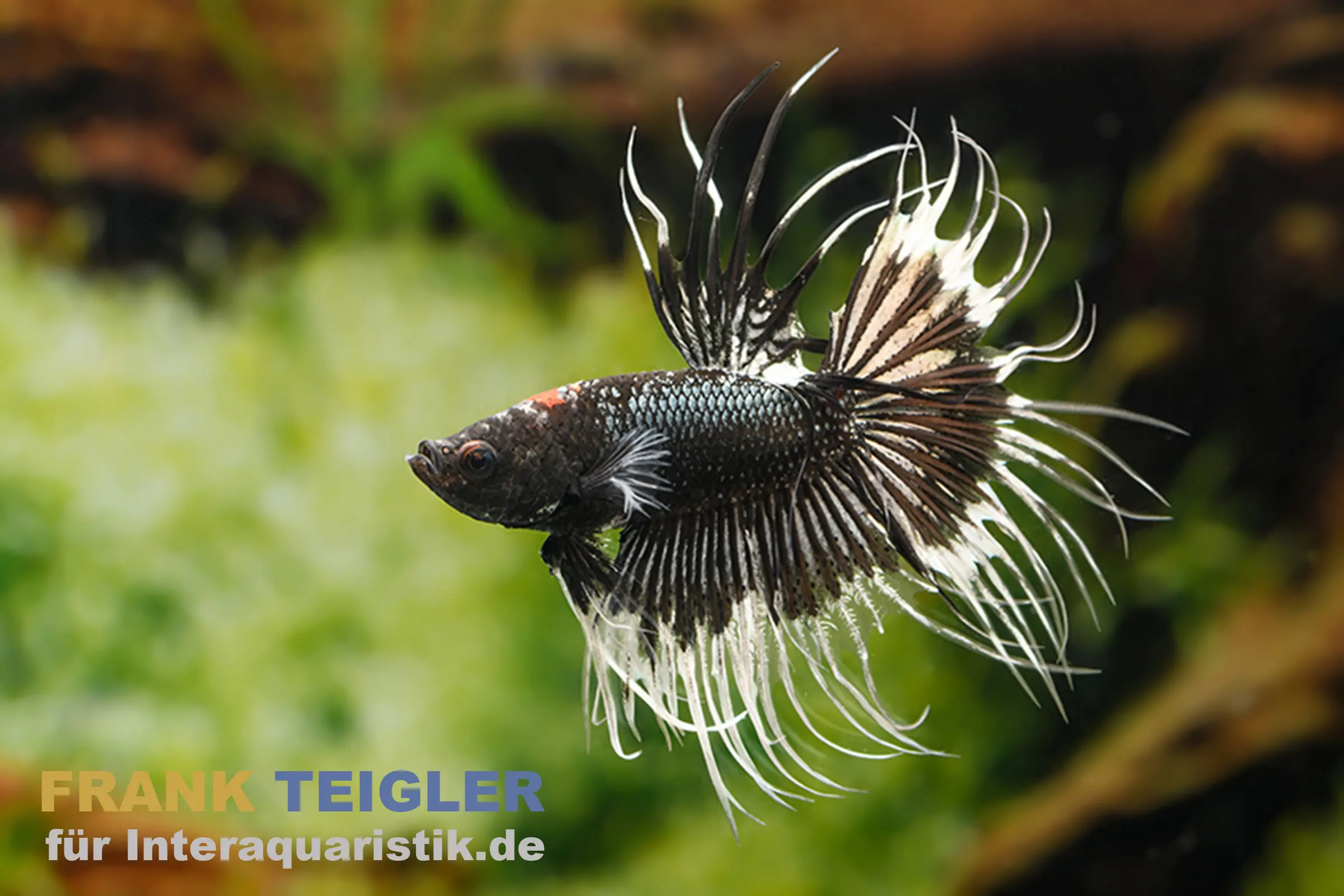 Combattant Crown Tail Black&White, mâle, Betta splendens