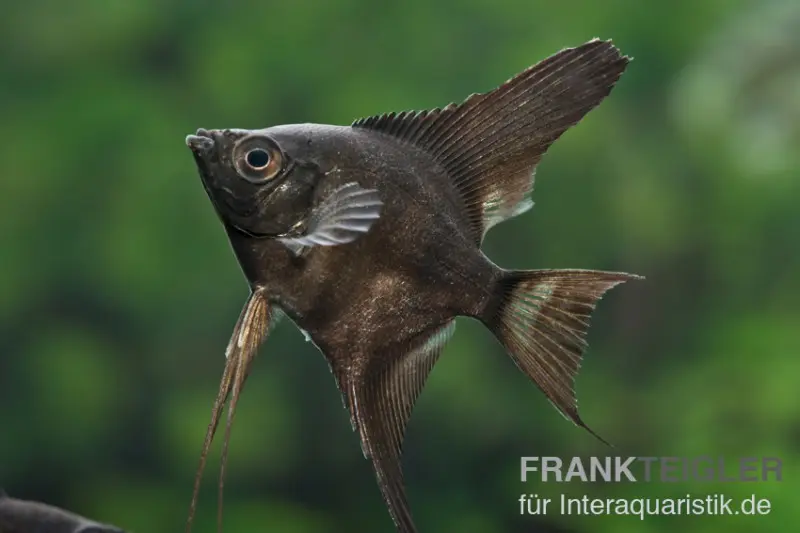 Scalaire noir, Pterophyllum scalare