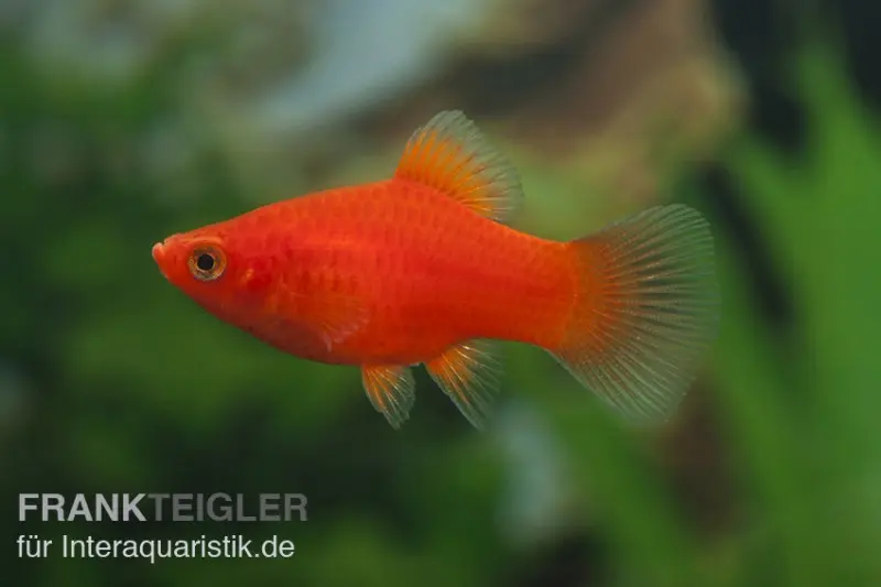 Platy corail rouge, Xiphophorus maculatus