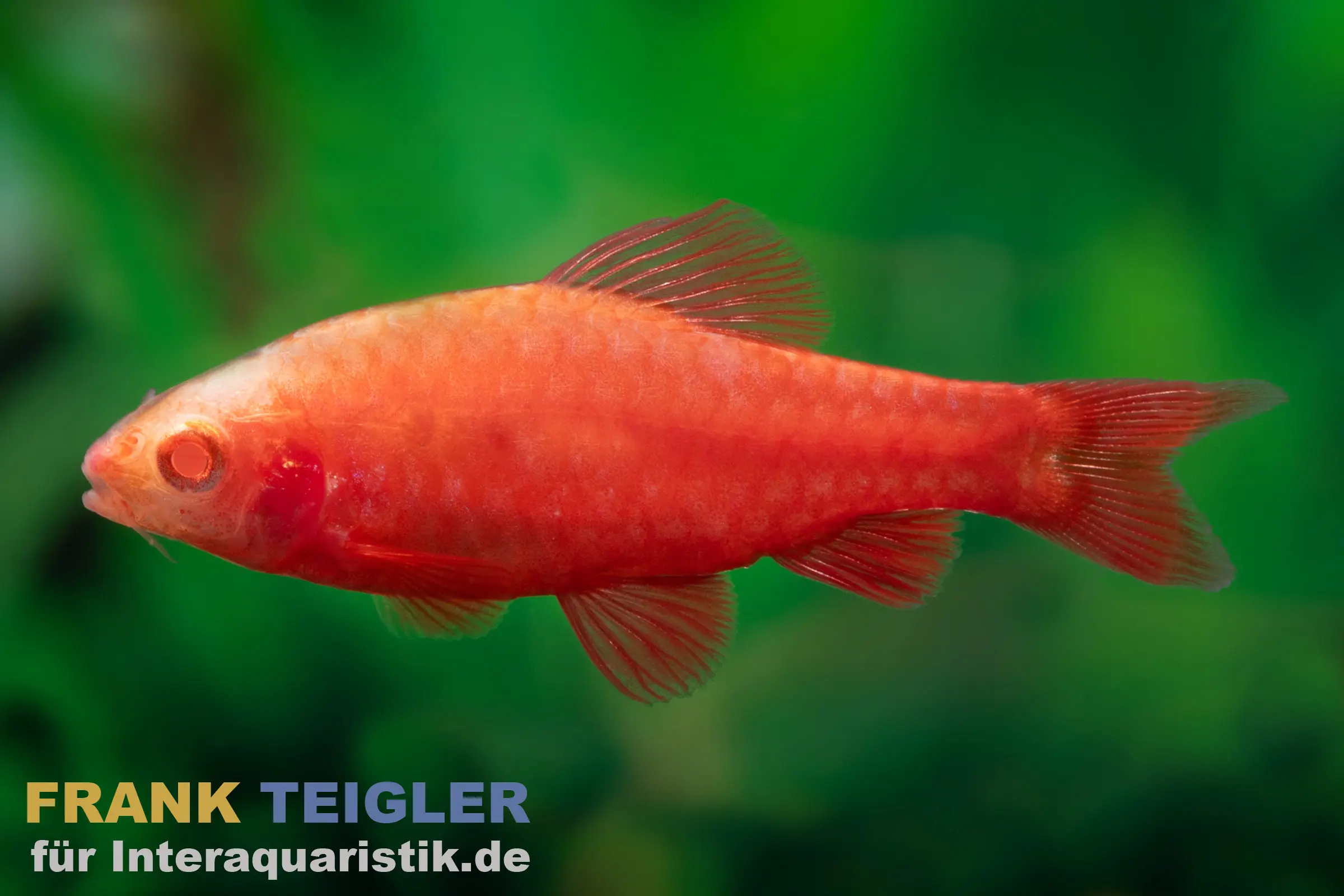 Barbus cerise albinos Super Red, Rohanella titteya