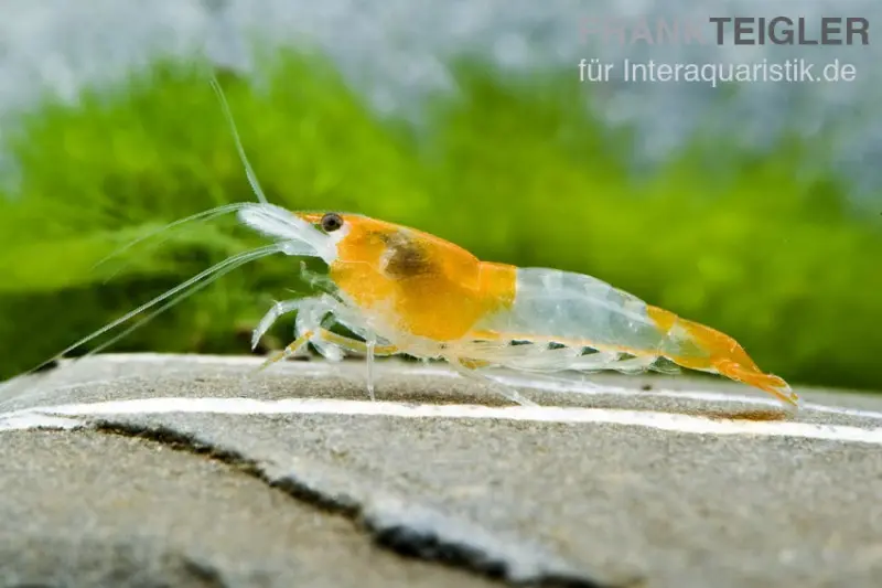 Crevette Orange Rili, Neocaridina davidi