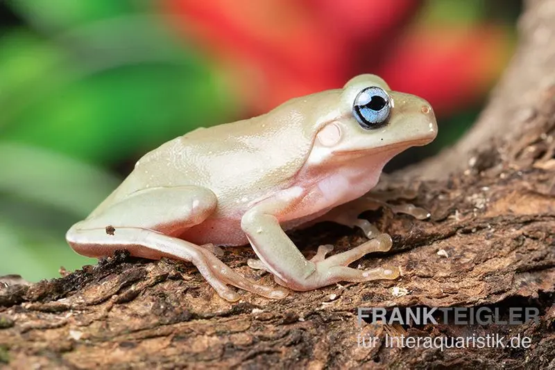 Rainette aux doigts coralliens « Blue Eye », Litoria caerulea