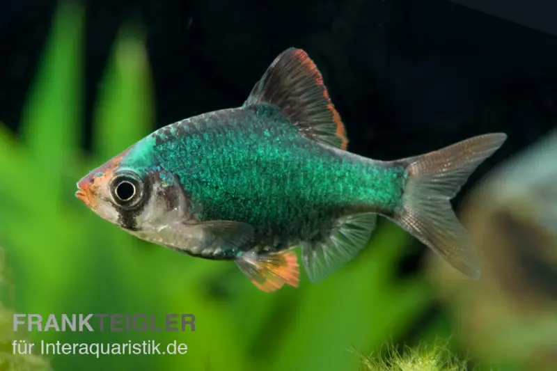 Barbus de Sumatra vert, Barbus tetrazona 