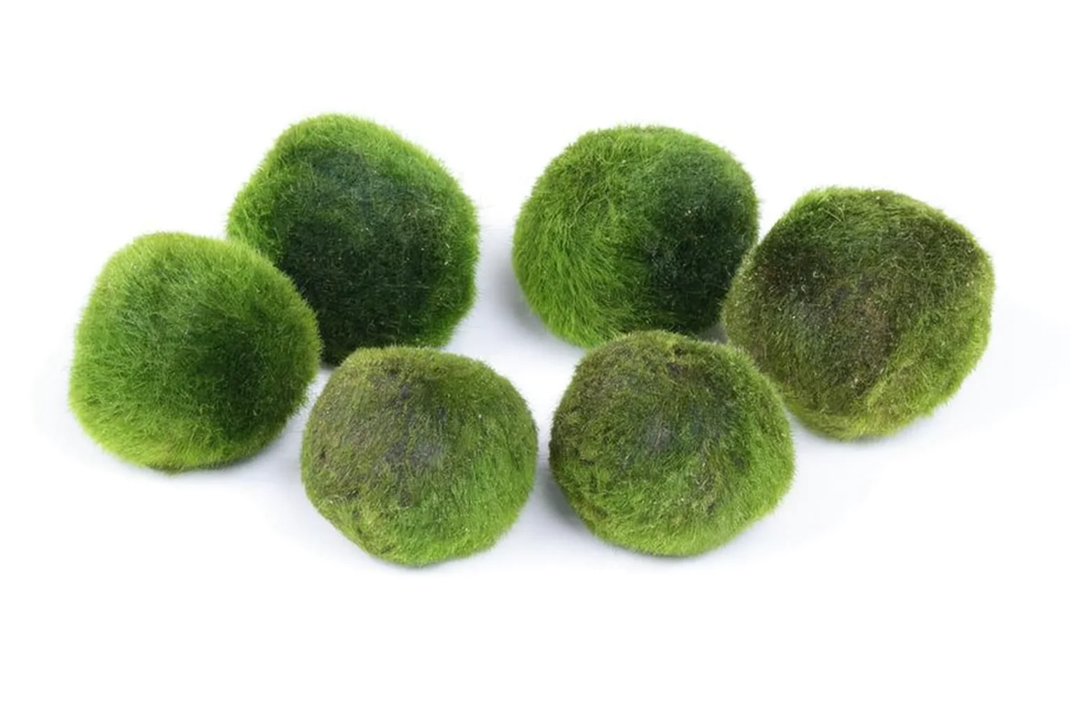 Mega Mossball Mix : 6 boules de mousse, Cladophora aegagropila (S–L)