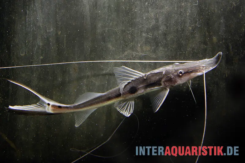 Poisson-chat spatule d’esturgeon, Platystomatichthys sturio