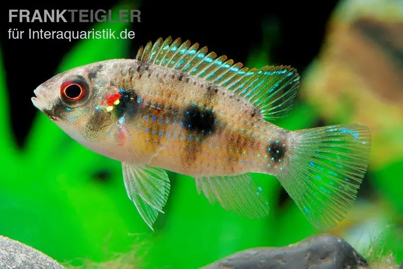 Cichlidé papillon africain, Anomalochromis thomasi