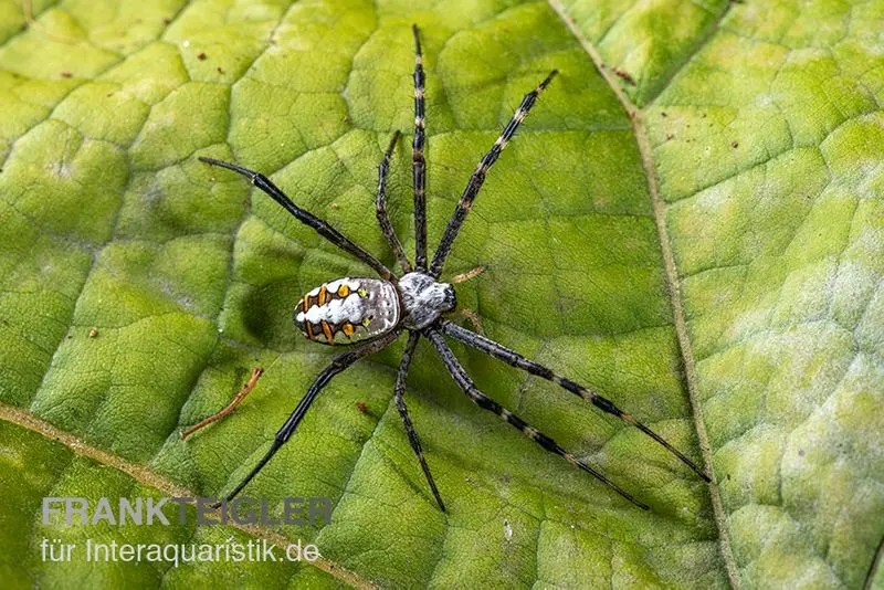 Argiope des herbes, Argiope catenulata (araignée-guêpe)