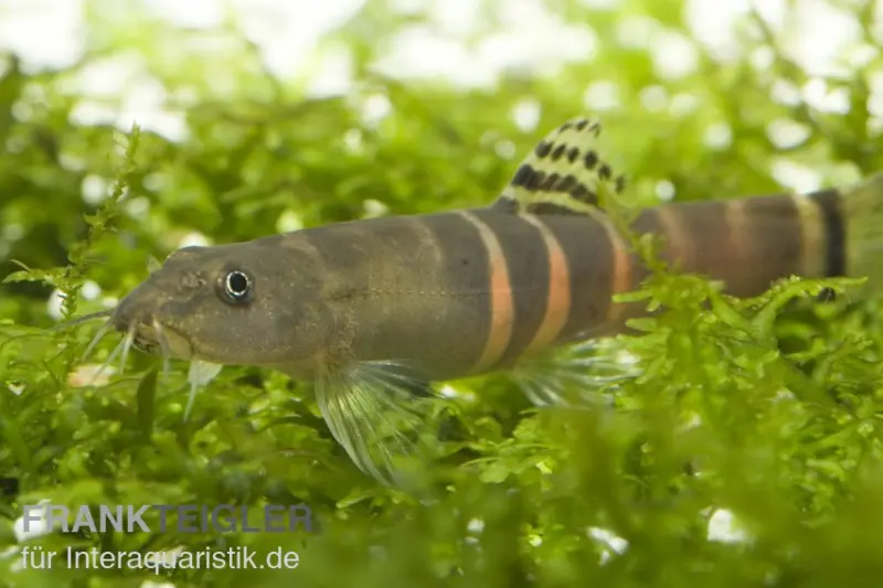 Loche ceinturée orange, Schistura balteata, 3-5 cm