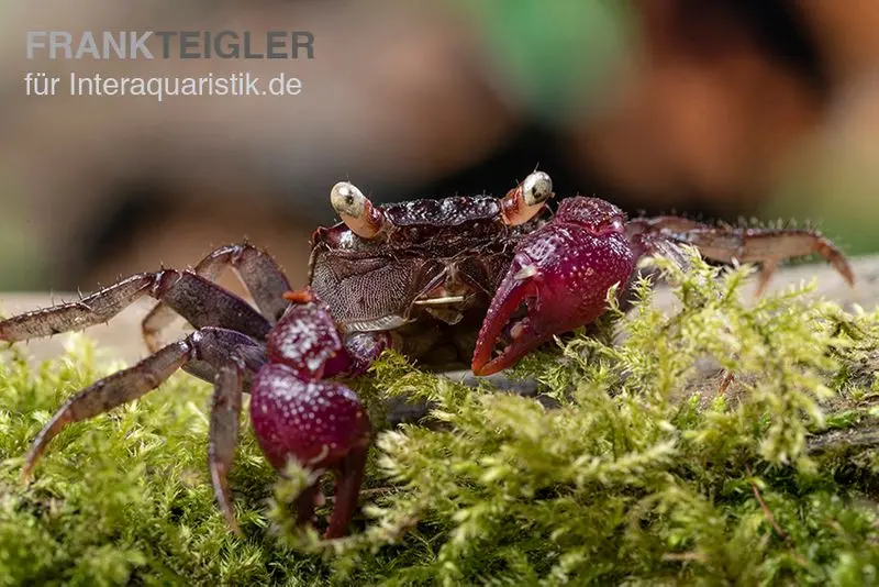 Crabe vampire Blue Devil, Geosesarma dennerle sp. blue