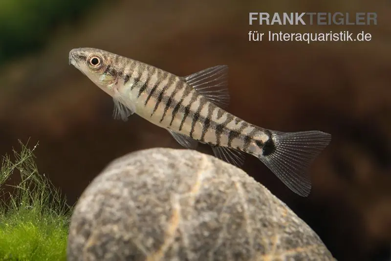 Loche-tigre naine, Yunnanilus cruciatus