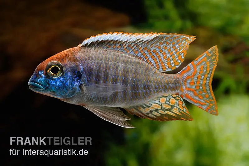 Cichlidé Red Cap, Lethrinops spec. red cap