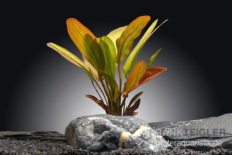 Échinodore indienne, Echinodorus « Indian Red », en pot