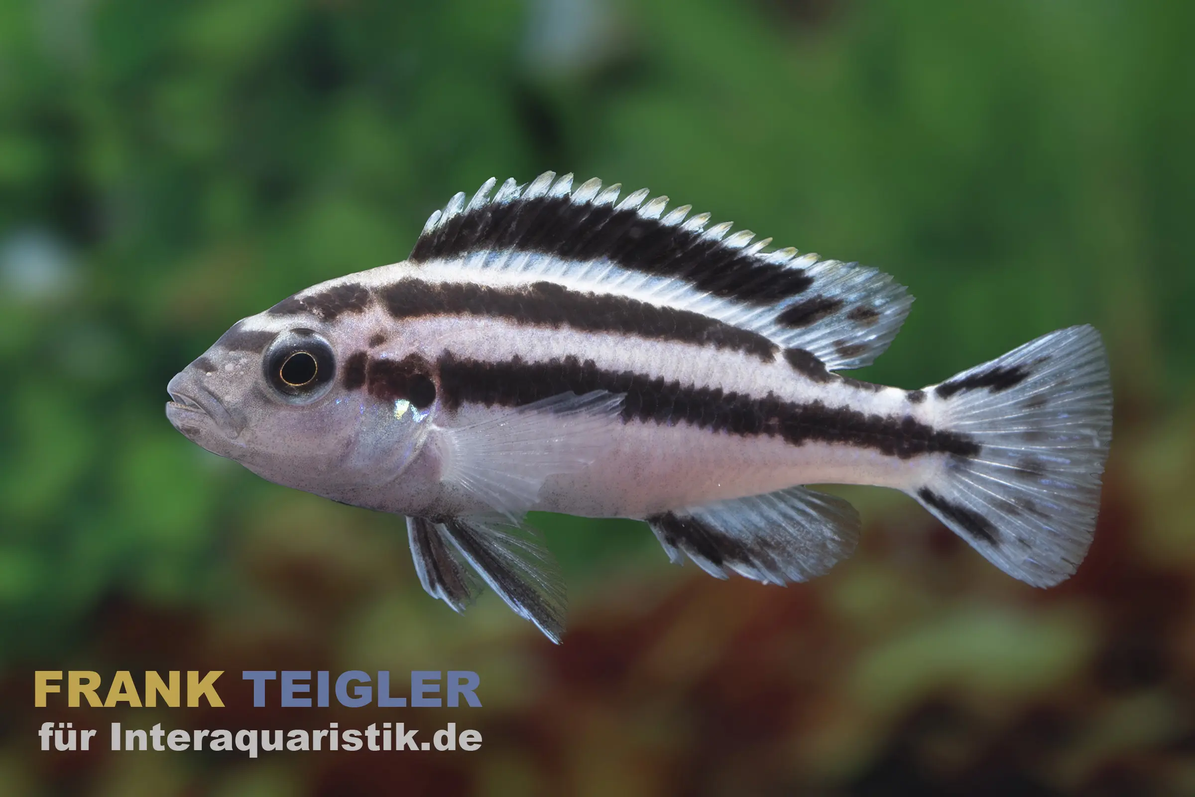 Incubateur buccal Parallelus, Melanochromis parallelus