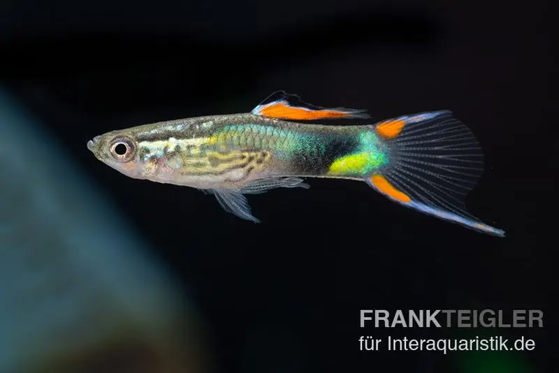 Guppy Endler Emerald Green, Poecilia wingei
