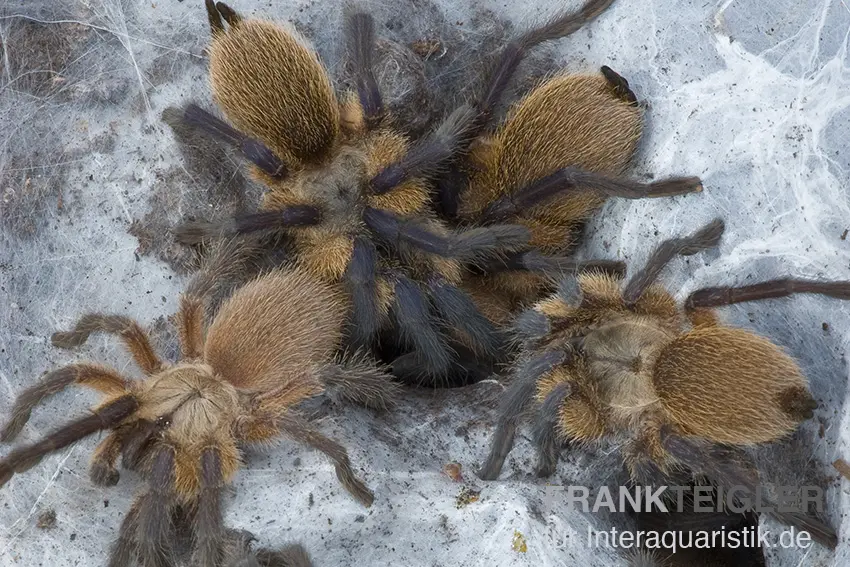 Mygale bleue du Yémen, Monocentropus balfouri
