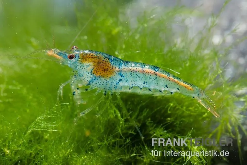 Crevette Aura Blue, Neocaridina davidi « Aura Blue »