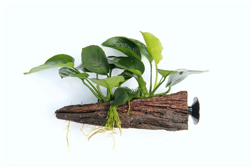 Anubias barteri sur racine avec ventouse, env. 16x7x15 cm