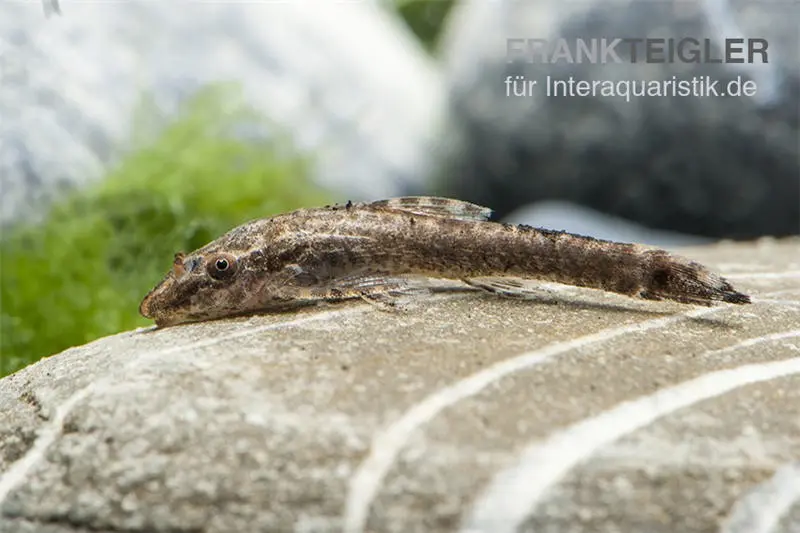 Loricariidé à oreilles brun, Otothyropsis piribebuy/Otocinclus negros