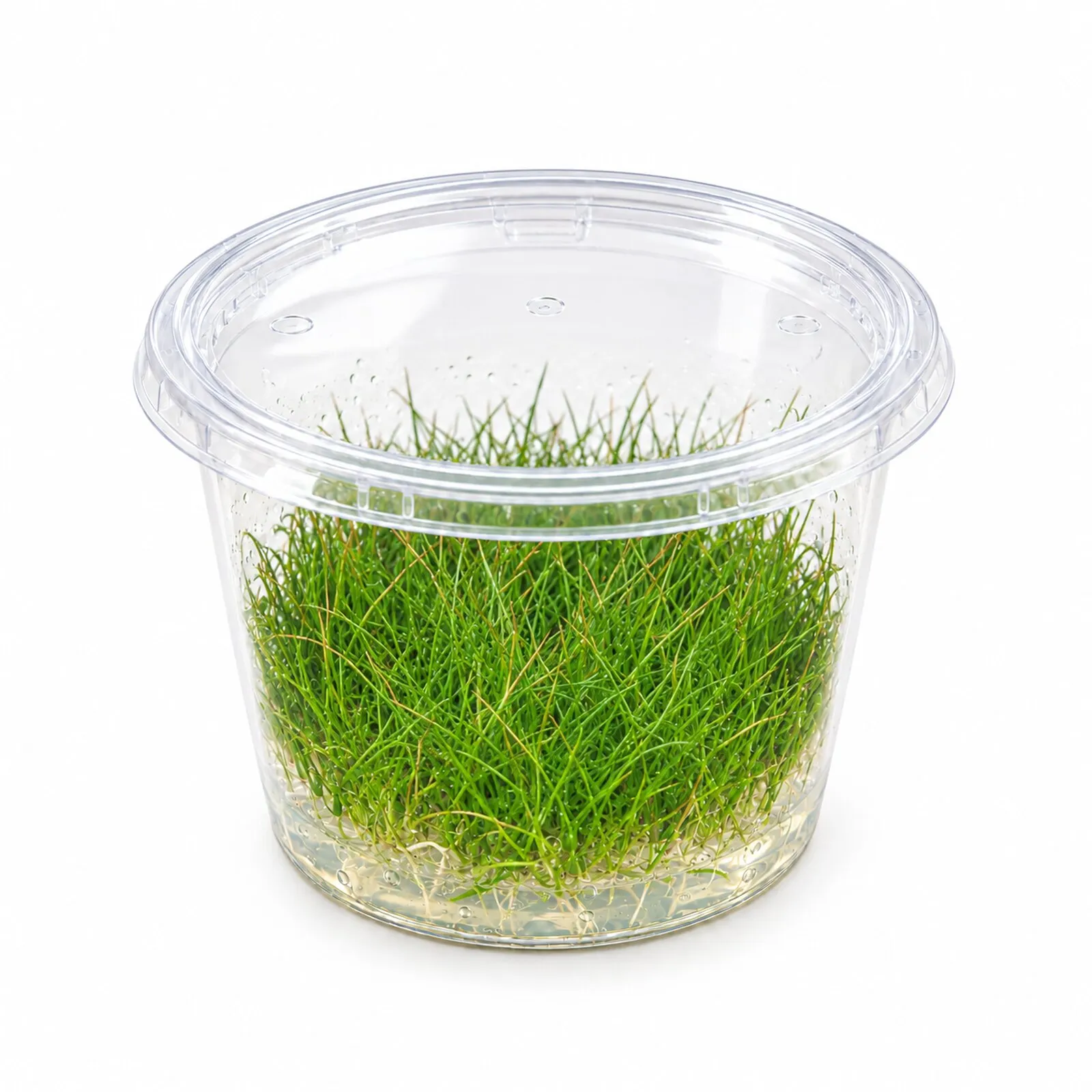 Mini-éléocharis, Eleocharis pusilla « Mini », In Vitro