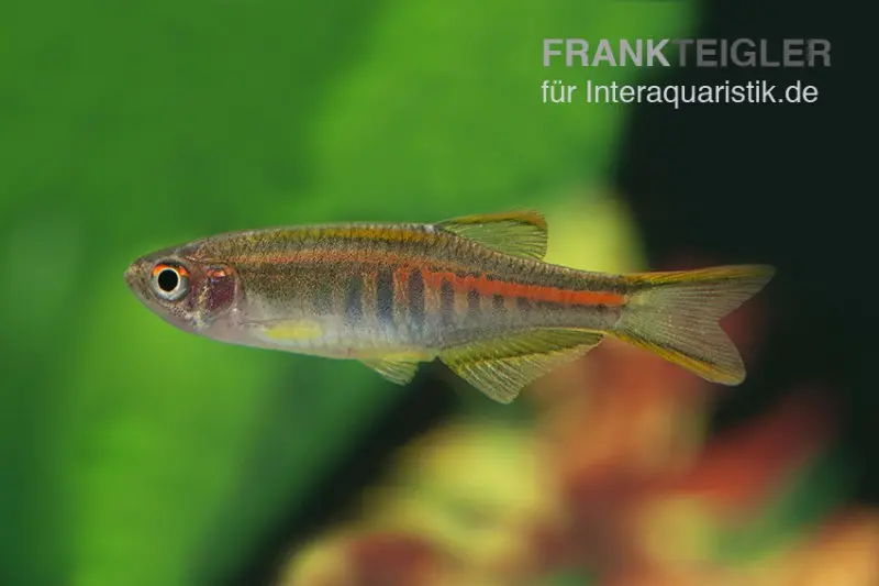 Barbus rubis, Danio choprae