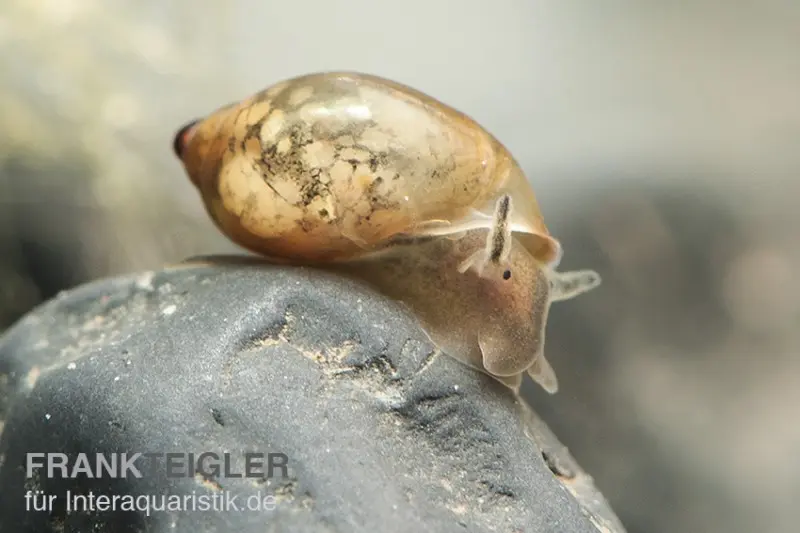 Physe de source, Physa marmorata