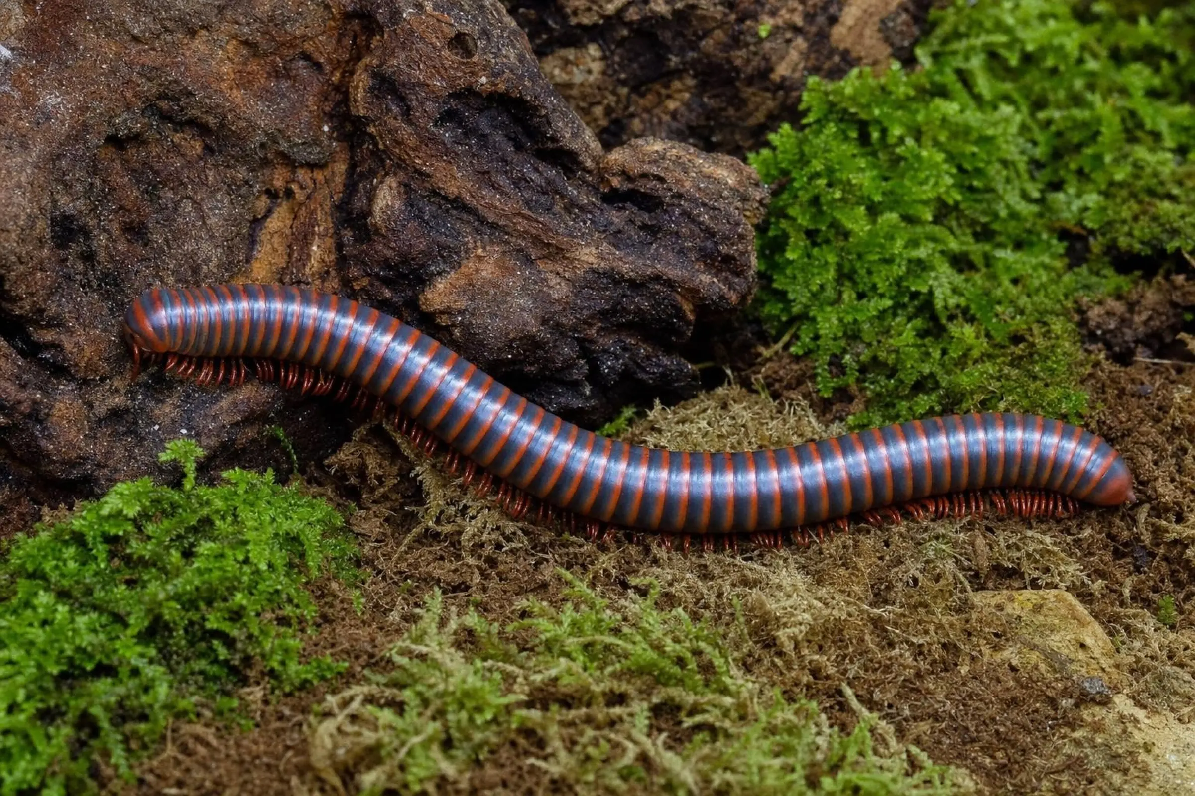 Mille-pattes rouge de Thaïlande, Atopochetus spinimargo
