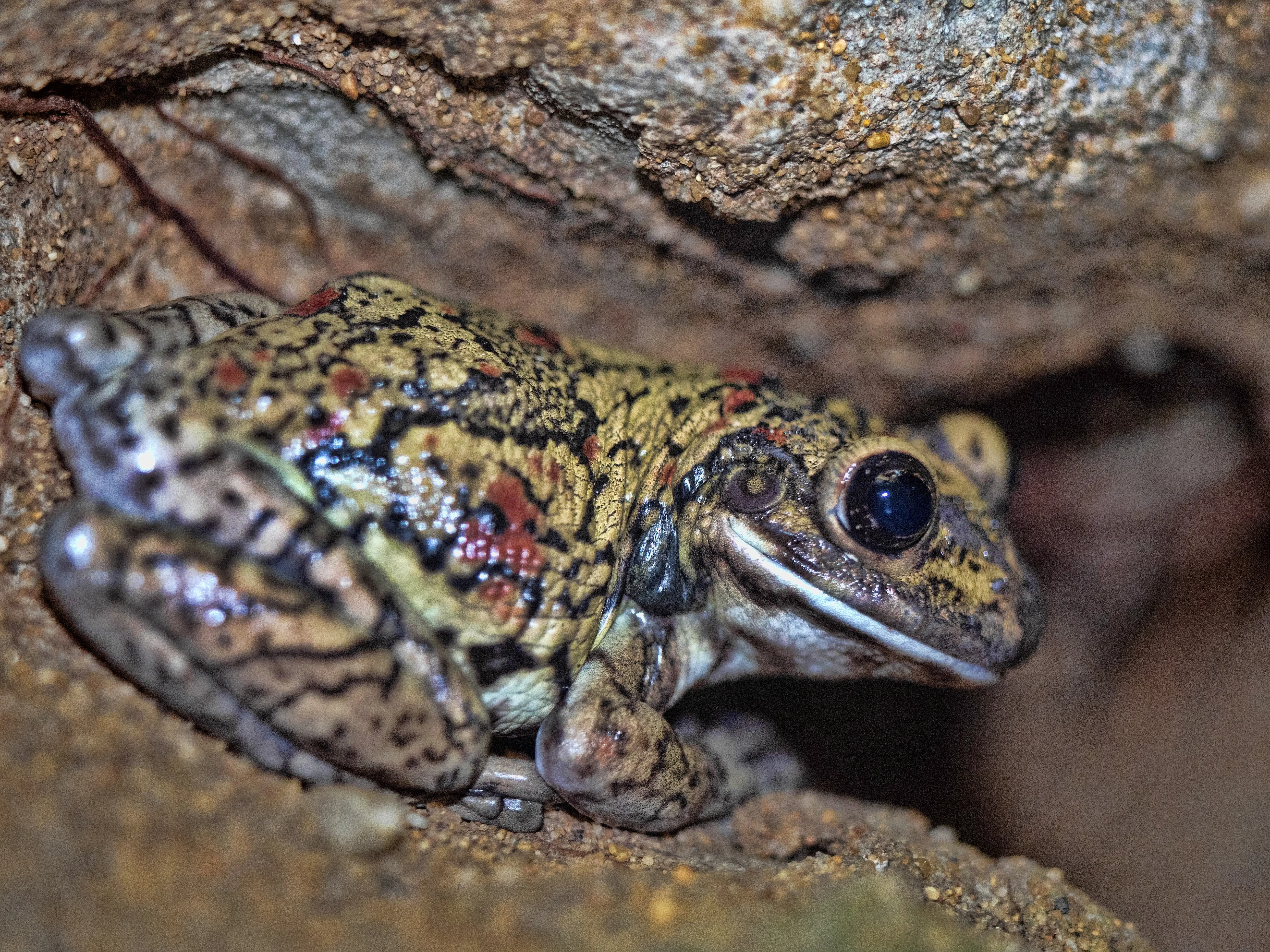 Rainette géante à taches noires, Trachycephalus nigromaculatus