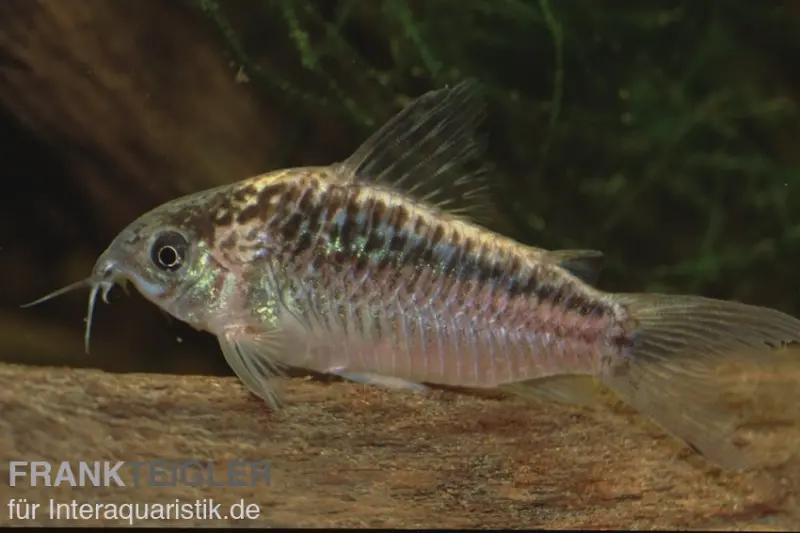Corydoras élégans hachuré, Corydoras elegans Brazil
