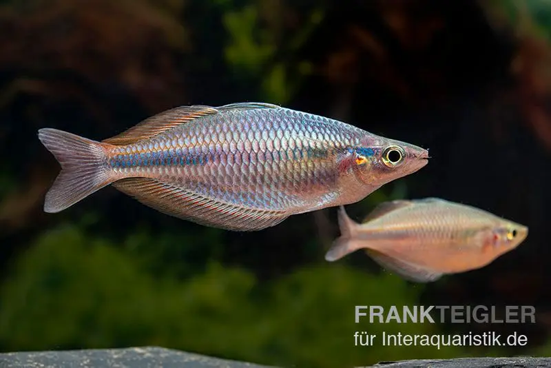 Poisson arc-en-ciel de la rivière Goldie, Melanotaenia goldiei