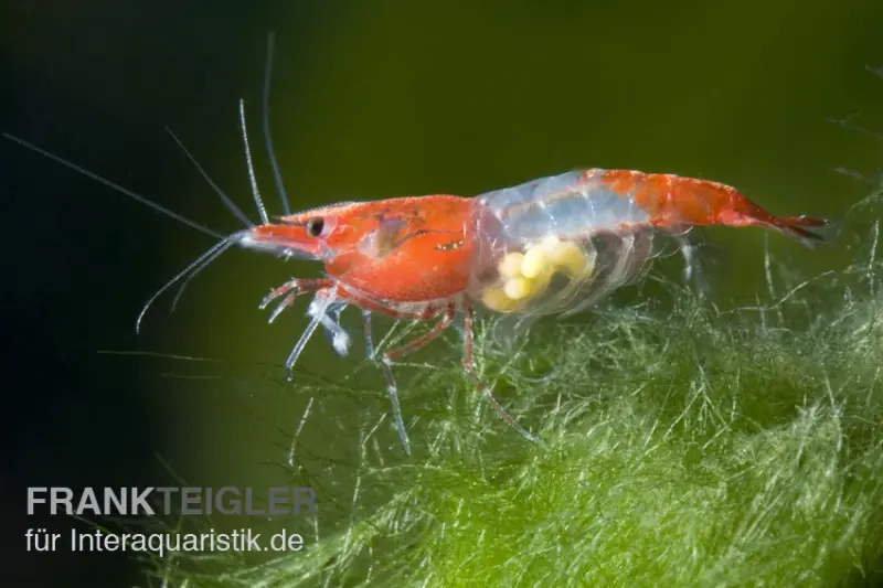 Crevette Red Rili, Neocaridina davidi