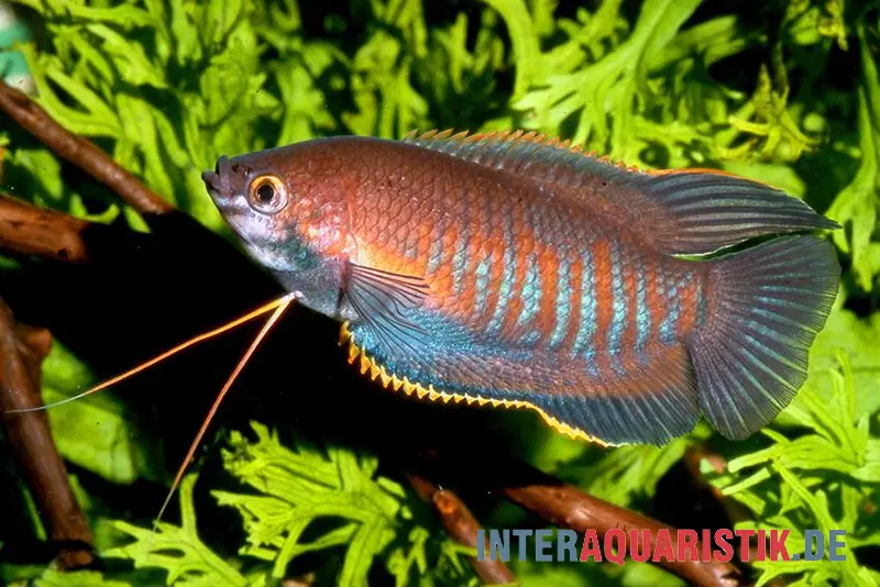 Gourami à lèvres épaisses, Trichogaster labiosa