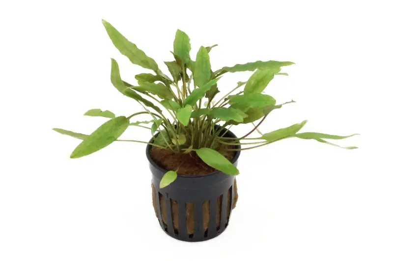 Calice d’eau de Beckett, Cryptocoryne beckettii, en pot