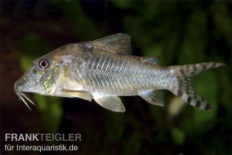 Corydoras nain à long museau du Nord, Corydoras septentrionalis