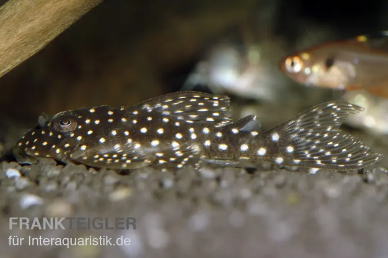 Silure L136b Hypancistrus sp. Demini, « Pléco ange », GROS POINTS
