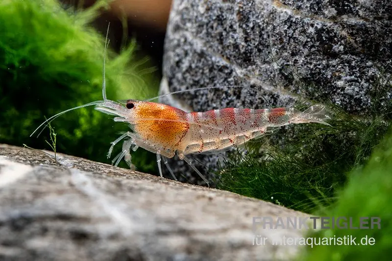 Crevette tigre rouge, Caridina mariae red
