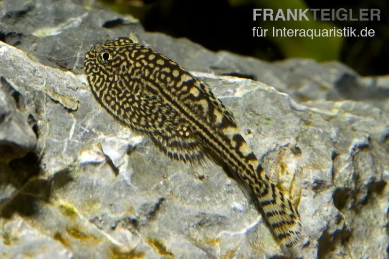Loche ventouse splendide, Sewellia lineolata