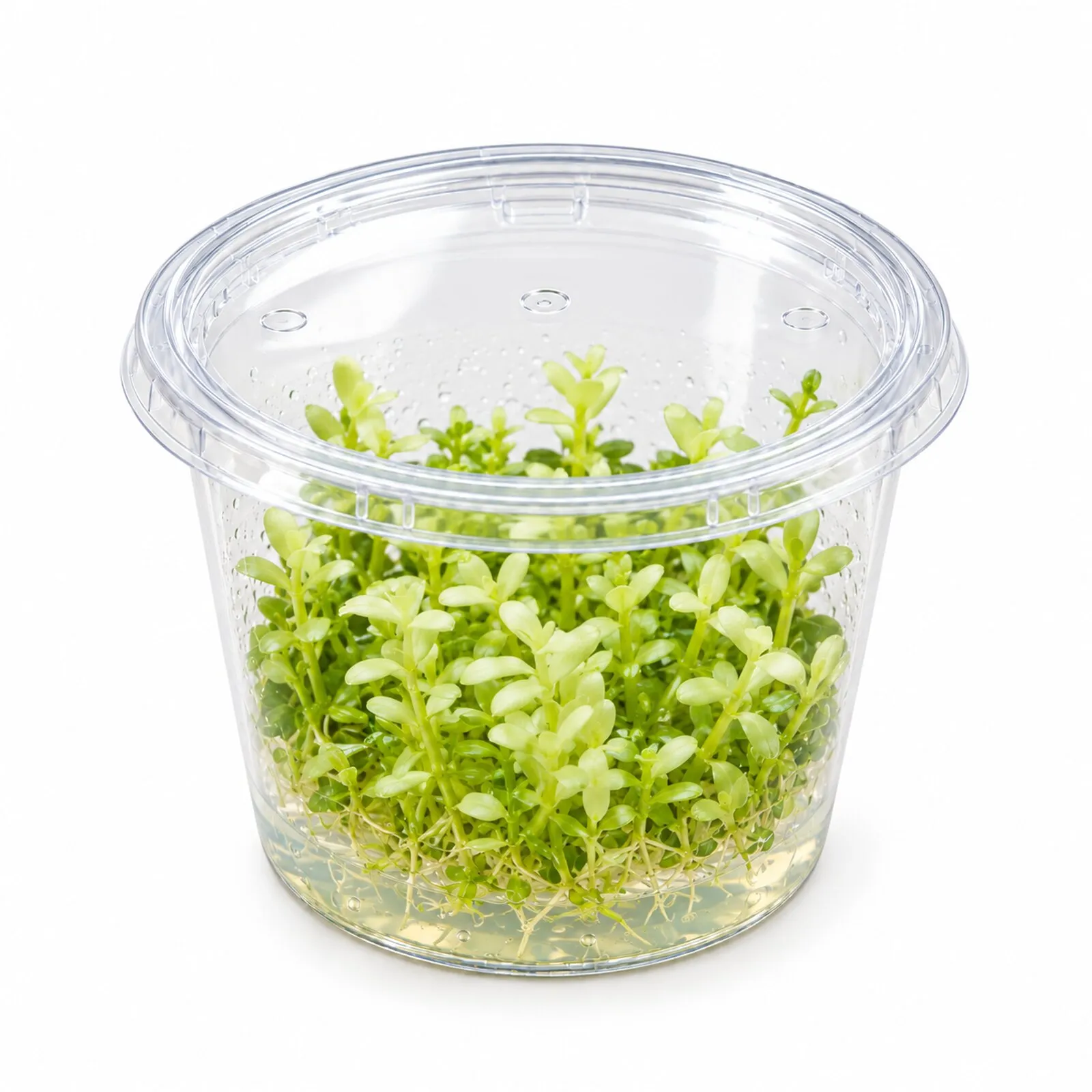 Petit bacopa, Bacopa monnieri « Compact White », in vitro