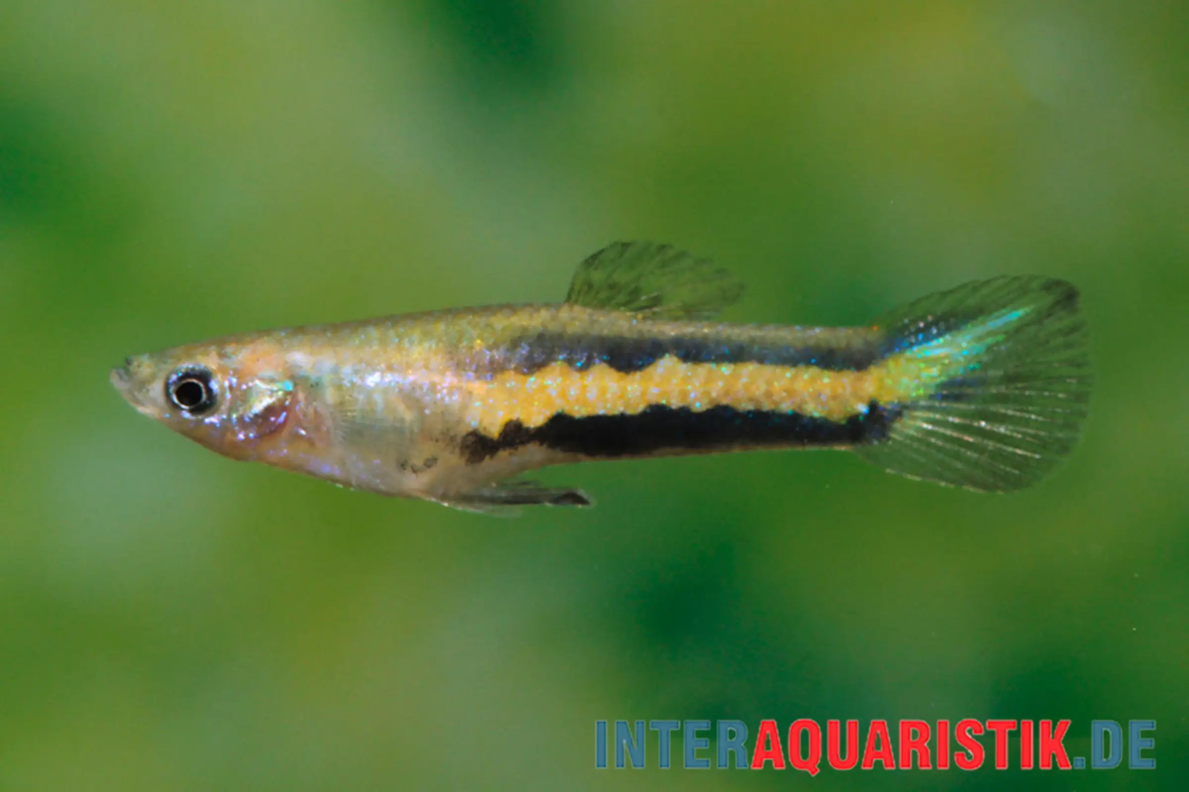 Micropoecilia jaune, Micropoecilia parae melanzona YELLOW (mini-poisson)