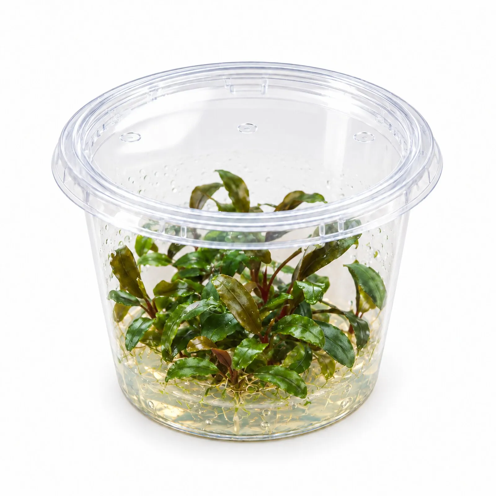Bucephalandra « Serimbu Brown », Bucephalandra sp. « Serimbu Brown », in vitro