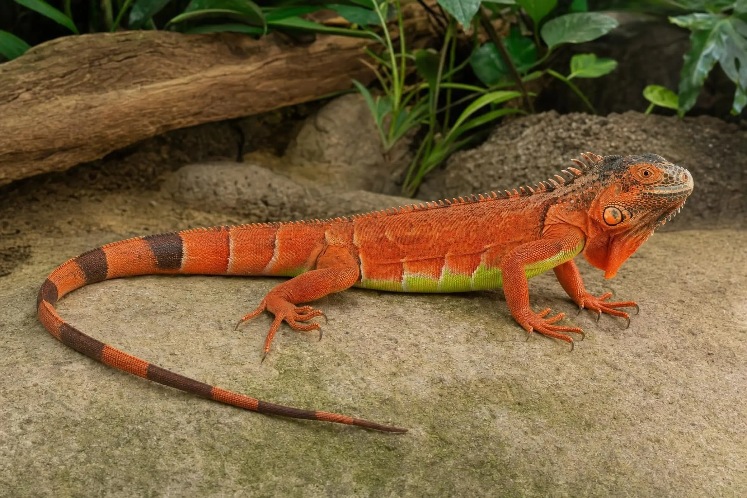Iguane vert en rouge, Iguana iguana